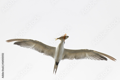 A royal tern (Thalasseus maximus) in flight with a big fish.