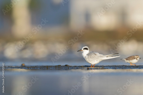 A Forster's tern (Sterna forsteri) resting and preening on the beach. photo