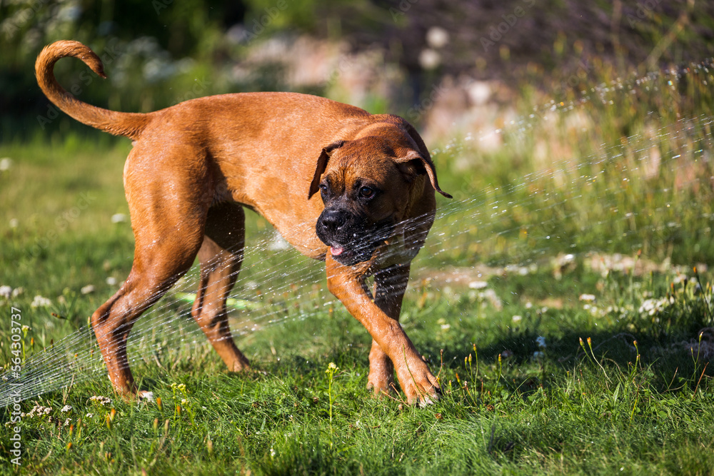 The Boxer breed dog is playing fun with the water from a garden hose. The Boxer breed dog is playing fun with the water from a garden hose.