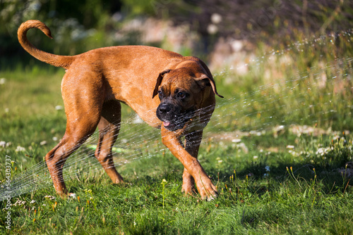 The Boxer breed dog is playing fun with the water from a garden hose.