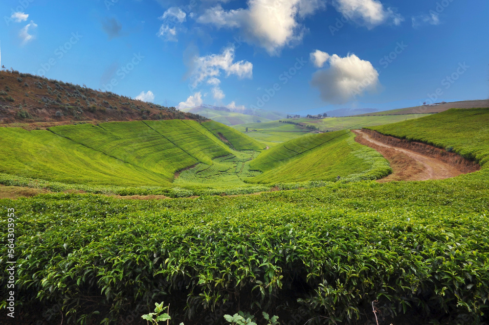 Tea field in Rwanda