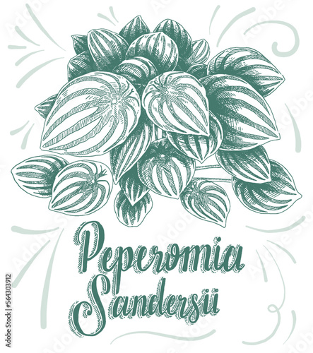 Hand drawing of decorative house plant leaf with its botanical name Peperomia Sandersii. photo