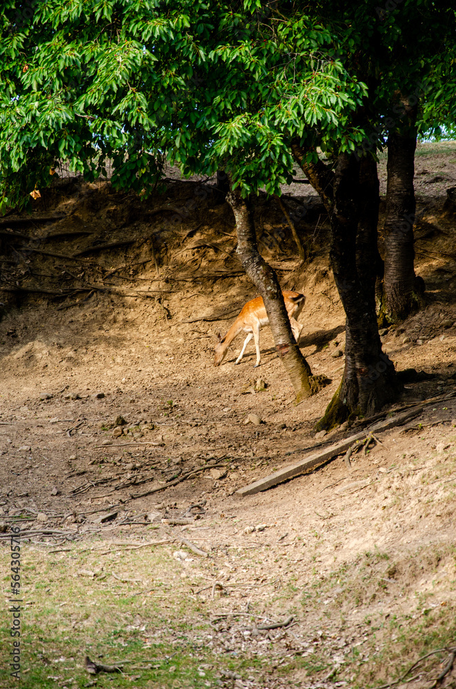 Photo of young deer in the wild forest wildlife. Deer in nature. Green meadow and forest in the background. Photo of young deer in the wild forest wildlife. Deer in nature. Green meadow and forest in the background.