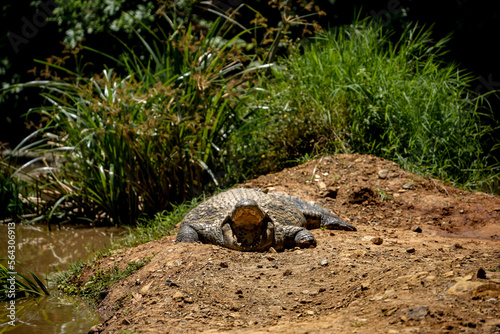 A crocodile with its mouth open to cool down is lying on a sandy river bank. In the background are green reeds.