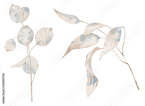 Watercolor lunaria branches for wedding invitations, greeting cards, textile design, patterns photo
