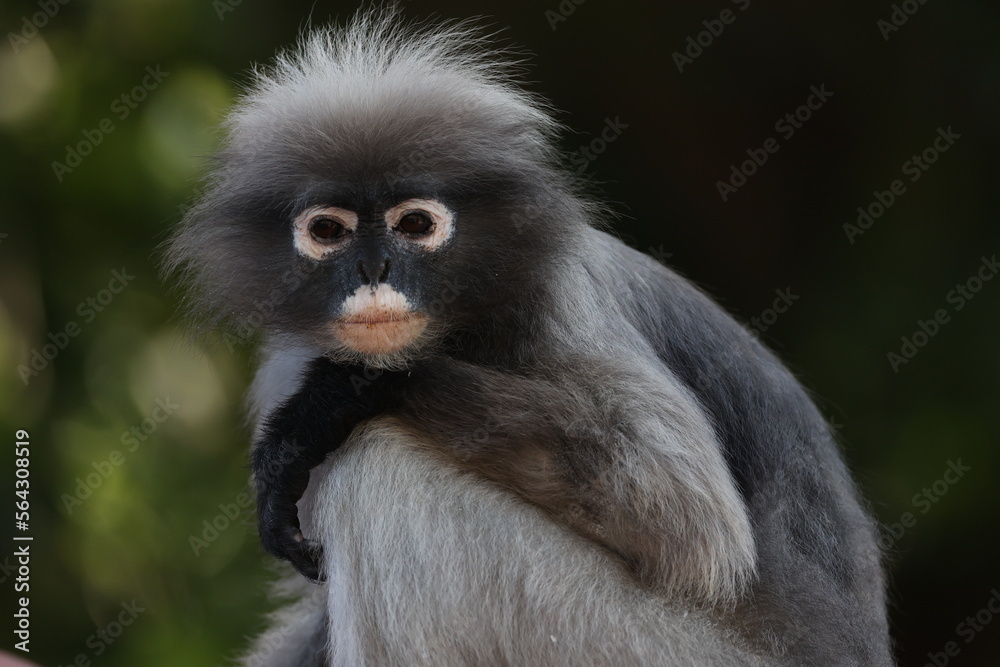 Dusky leaf monkey face close up Dusky leaf monkey face close up