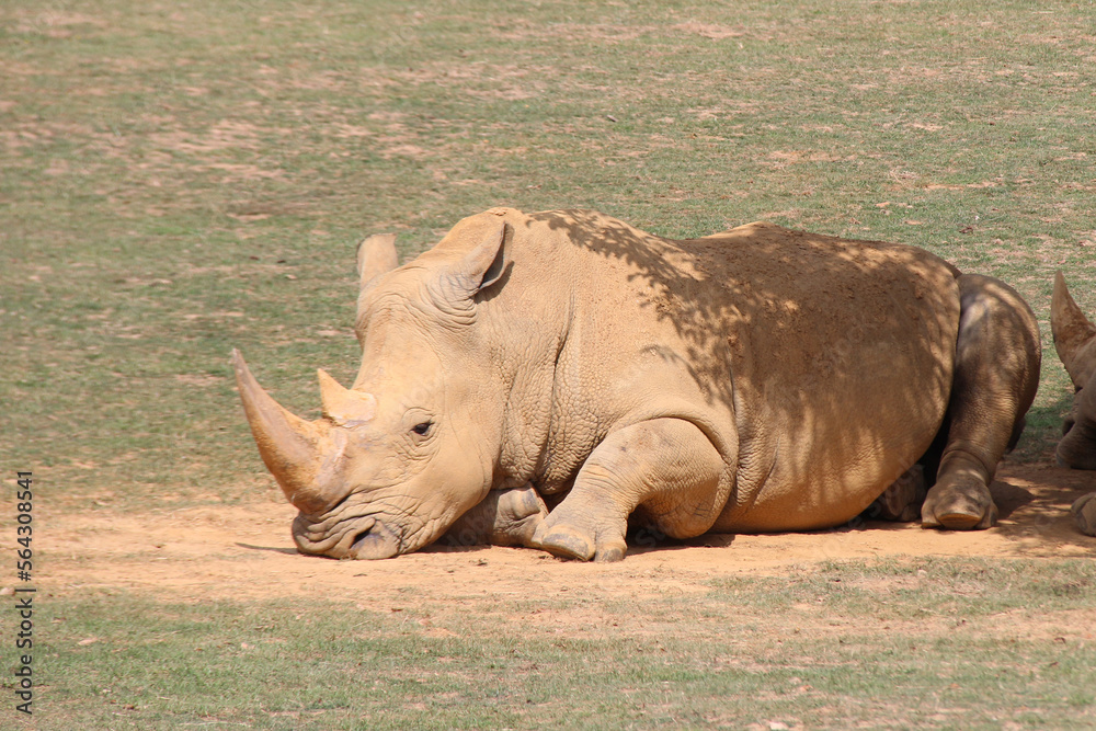 Obraz premium white rhino in a zoo in france 