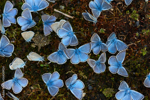 Obraz na płótnie Vogelwicken-Bläuling (Polyommatus amandus) Männchen