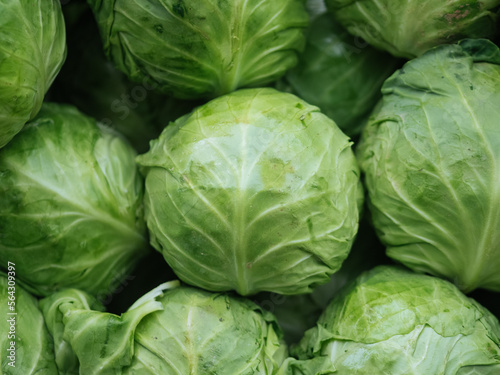 Green cabbage with fresh leaves photo