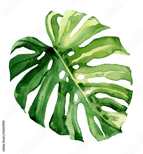 Watercolor hand drawn rainforest monstera tropical leaf. Botanical illustration isolated on white background. Hand painted watercolor floral clip art