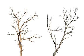 Dead tree branch isolated on transparent background PNG file.