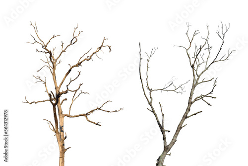 Dead tree branch isolated on transparent background PNG file.