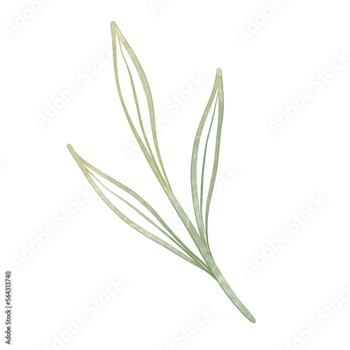 Watercolor elegant branch. Green Outline leaves for wedding, holidays, invitation, greeting card decoration