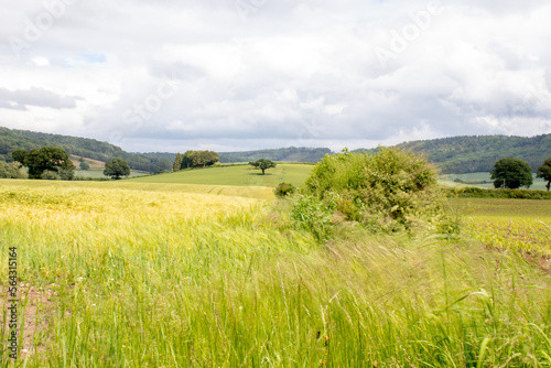 Wind blowing through the wheat fields.