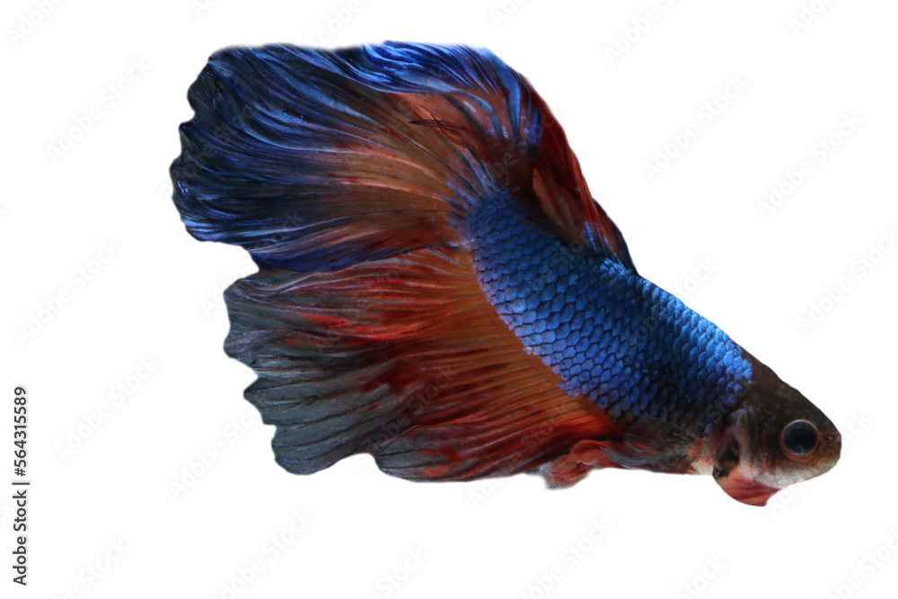 Fototapeta premium Betta fish, Siamese fighting fish isolated on transparent background. 