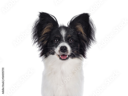 Head shot of excellent white black and tan Epagneul Nain Papillon dog puppy, standing facing front. Looking towards camera. isolated cutout on transparent background..