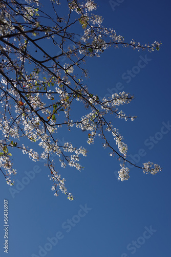 Blooming Evergreen Pear Pyrus kawakamii under blue sky photo