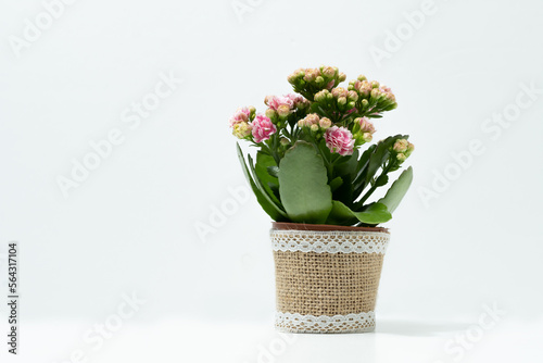 kalanchoe natural potted plant isolated in white background © JOSEANTONA