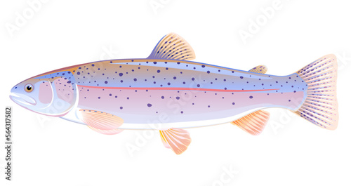 Realistic rainbow trout fish isolated illustration, one freshwater fish on side view