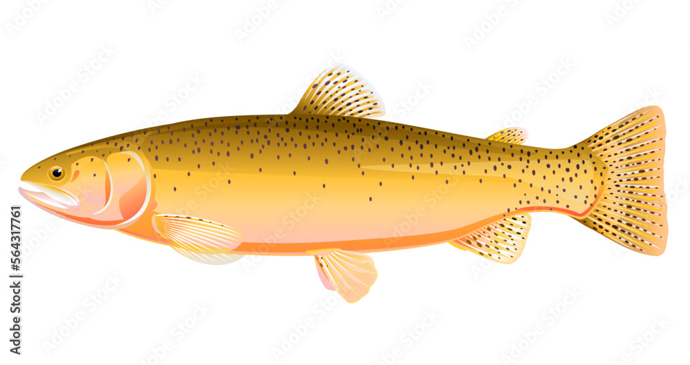 Realistic cutthroat trout fish isolated illustration, one freshwater fish on side view Realistic cutthroat trout fish isolated illustration, one freshwater fish on side view