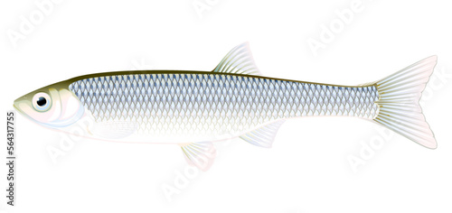 Realistic common bleak fish isolated illustration, one freshwater fish on side view