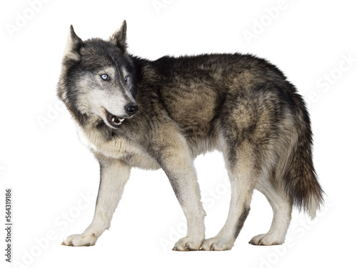 Fototapeta Naklejka Na Ścianę i Meble -  Handsome American Wolfdog, standing side ways, head turned backwards and looking away from camera. Isolated cutout on a transparent background.