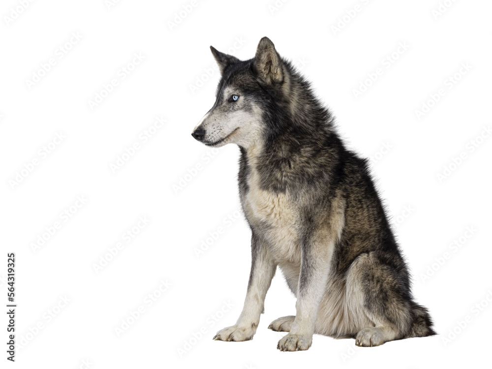 Handsome American Wolfdog, sitting up side ways, looking to the side and away from camera. Isolated cutout on a transparent background.