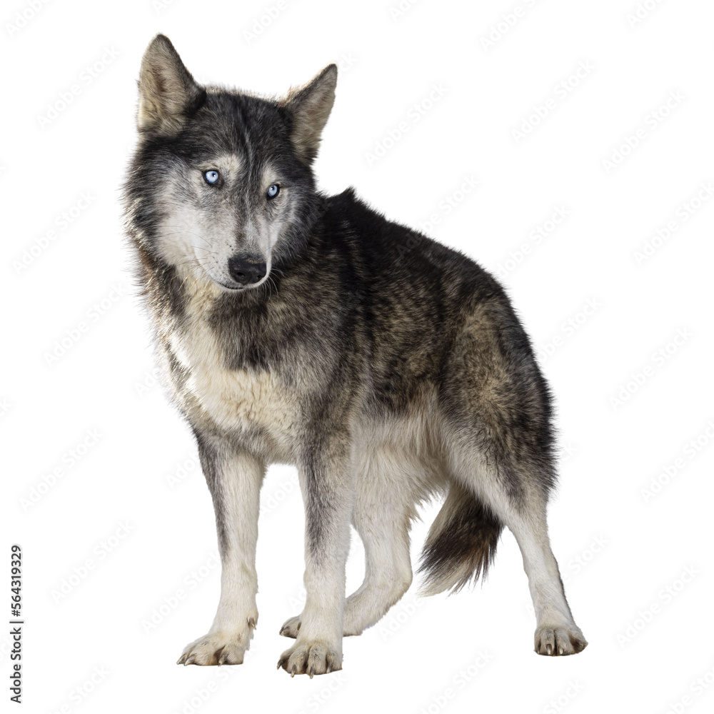 Handsome American Wolfdog, standing facing front, head turned backwards and looking away from camera. Isolated cutout on a transparent background.