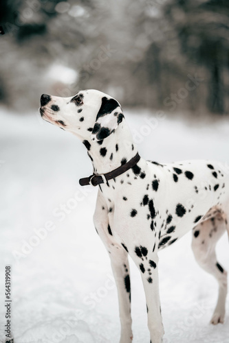 Dalmatiner steht in verschneiten Wald und schaut