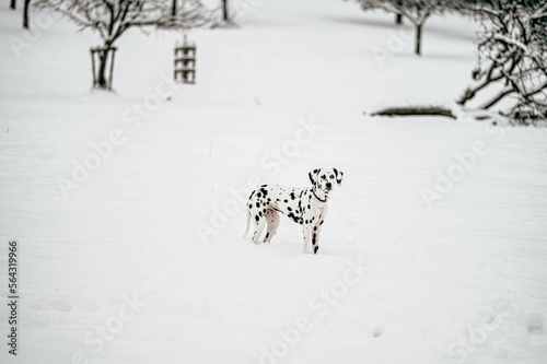 junger Dalmatiner Hund in verschneiter Landschaft im Winter