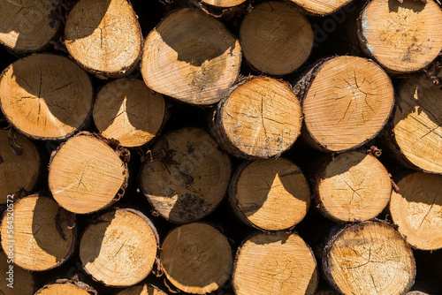 Freshly cut tree logs