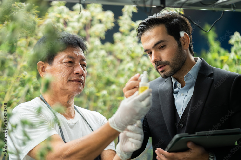 scientist checking hemp plants in a weed greenhouse. Concept of herbal alternative medicine, cbd oil, pharmaceptical industry scientist checking hemp plants in a weed greenhouse. Concept of herbal alternative medicine, cbd oil, pharmaceptical industry