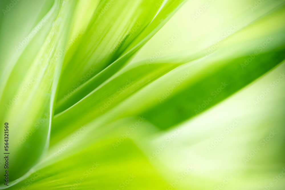 Natural green leaf texture with sun light use for nature background wallpaper cover page Natural green leaf texture with sun light use for nature background wallpaper cover page