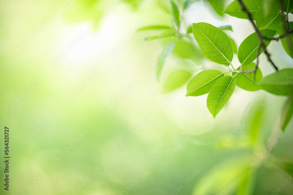 Natural green leaf texture with sun light use for nature background wallpaper cover page Natural green leaf texture with sun light use for nature background wallpaper cover page