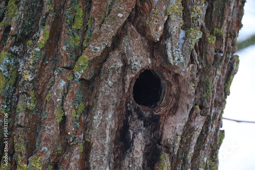Bird hole in a tree trunk