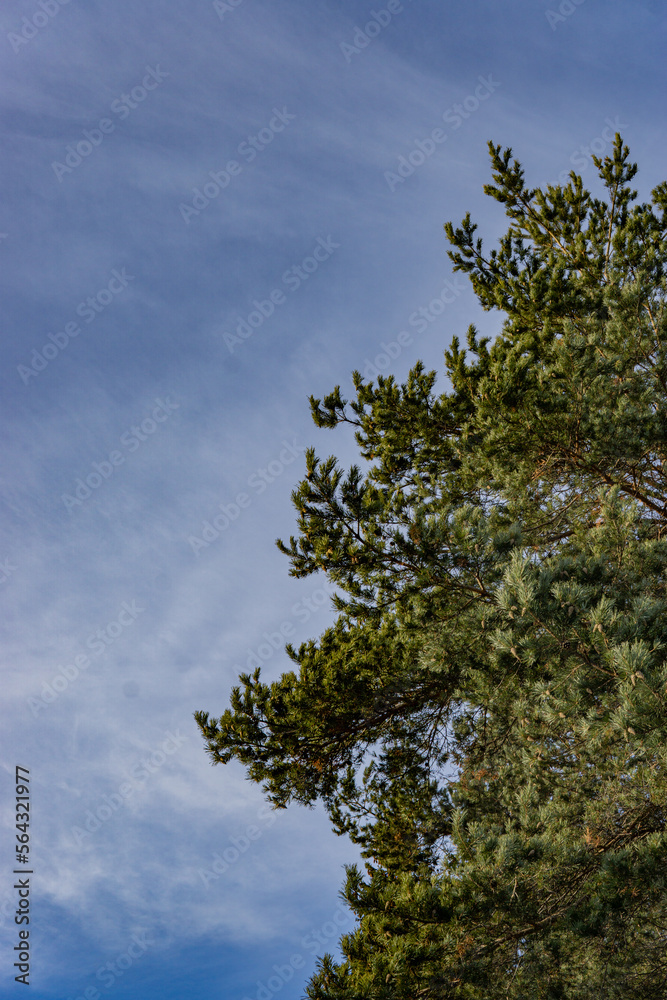 trees in the sky trees in the sky