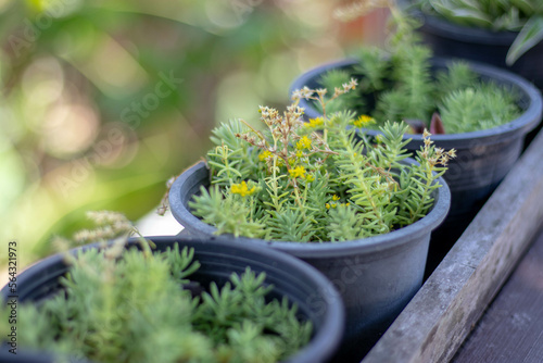 Small plants in pots taken from the front of the house