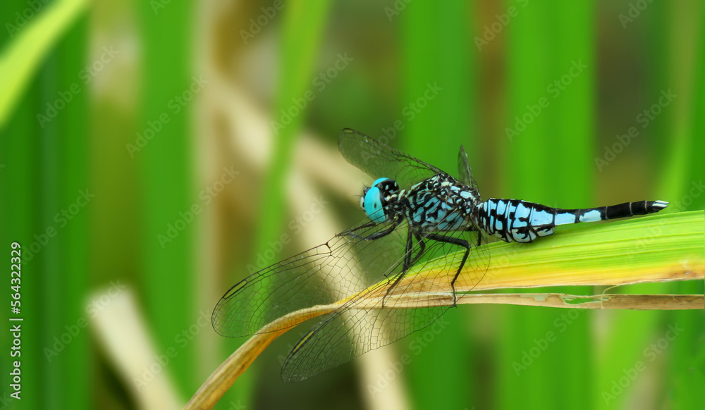 Acisoma panorpoides, Acisoma panorpoides, the Asian pintail, trumpet tail, or grizzled pintail, is a species of dragonfly in the family Libellulidae. Acisoma panorpoides, Acisoma panorpoides, the Asian pintail, trumpet tail, or grizzled pintail, is a species of dragonfly in the family Libellulidae.