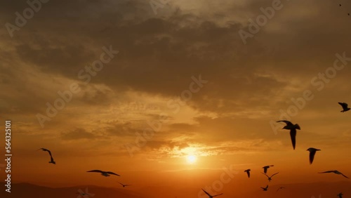 Wallpaper Mural Animal Bird Seagulls Flying in Sunset Torontodigital.ca