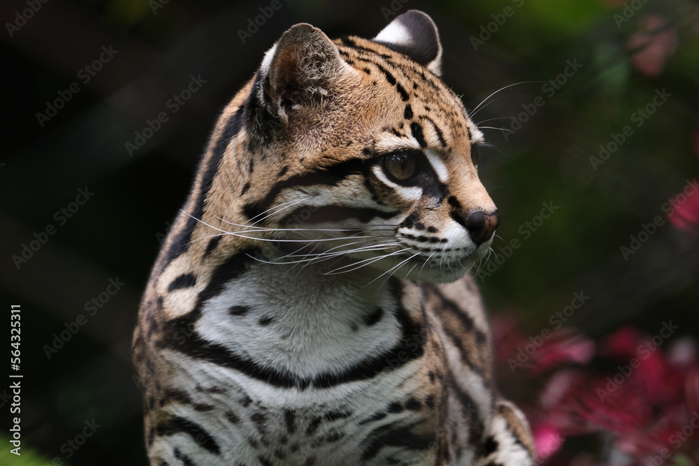 Naklejka premium Close up ocelet cat inside cage at zoo. Close up ocelet in jungle. Selective focus.