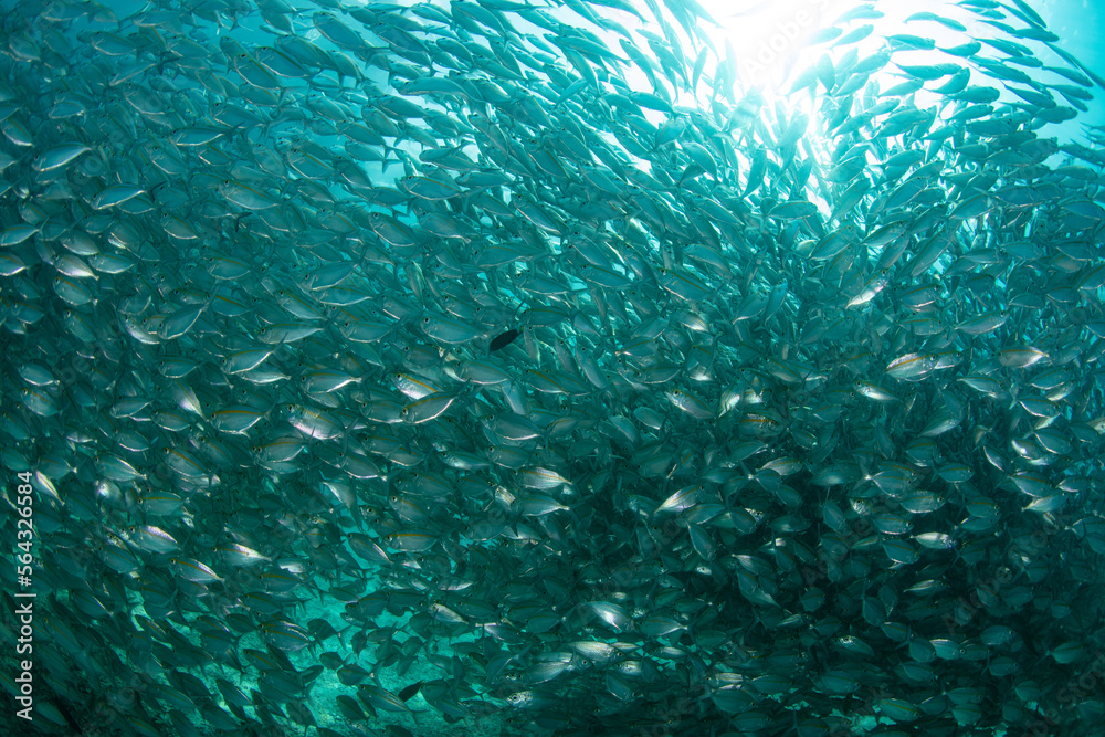 A thick school of scad swims near a reef in Raja Ampat, Indonesia. This region is known for its healthy reefs and fish populations. A thick school of scad swims near a reef in Raja Ampat, Indonesia. This region is known for its healthy reefs and fish populations.