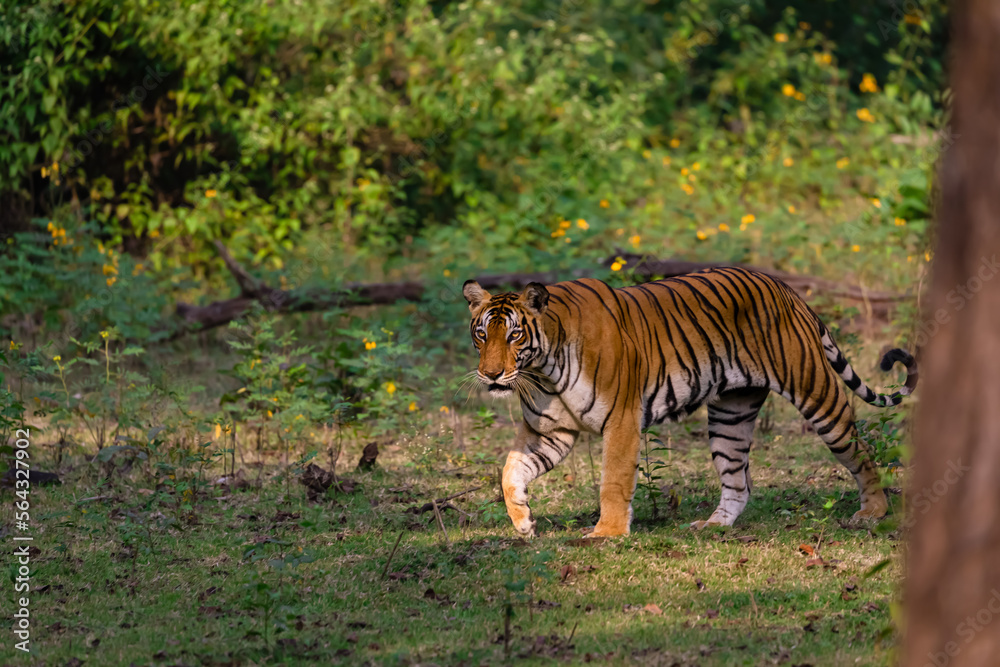 Obraz premium tiger walking in the nagarhole tiger reserve in the southern india . This was sighted in november 2022 with a mother and two sub adult