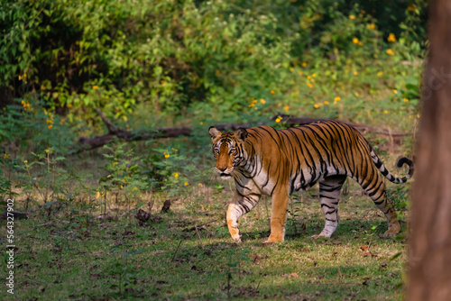 tiger walking in the nagarhole tiger reserve in the southern india . This was sighted in november 2022 with a mother and two sub adult