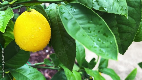 Beautiful healthy meyer lemon tree closeup with ripe lemons photo
