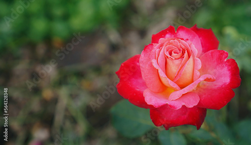 Rose flowers on red blurred background Rose flower in nature rose garden