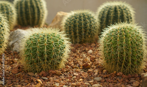 Close-up of a cactus on the desert floor  panning.