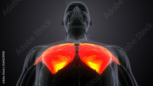 Sternocostal part of pectoralis major Anatomy.3d illustration © PIC4U