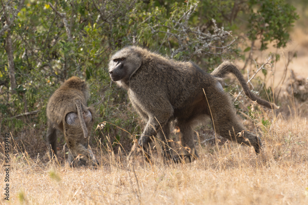 Portrait of an Anubis baboon (Papio anubis) standing in a meadow (Uganda) Portrait of an Anubis baboon (Papio anubis) standing in a meadow (Uganda)