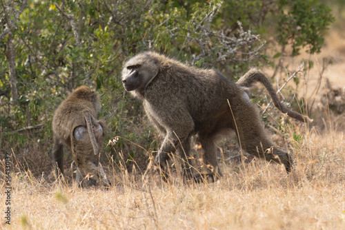 Portrait of an Anubis baboon (Papio anubis) standing in a meadow (Uganda)