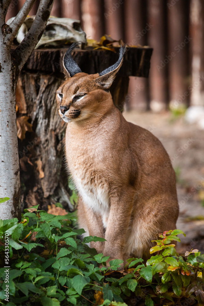 Canvas Print Caracal